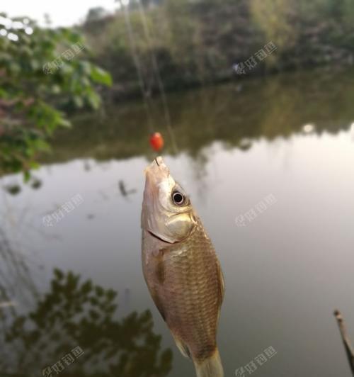 河边钓鱼切线技巧大揭秘（轻松掌握）