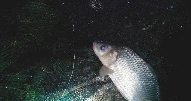 河里夜钓鲤鱼的技巧与方法（挑选好鱼点成功夜钓关键）