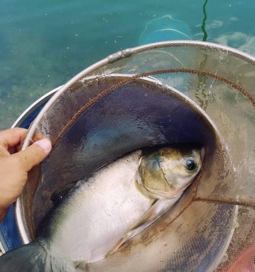 流水钓鲢鳙技巧（河流钓鲢鳙的实用技巧与经验）