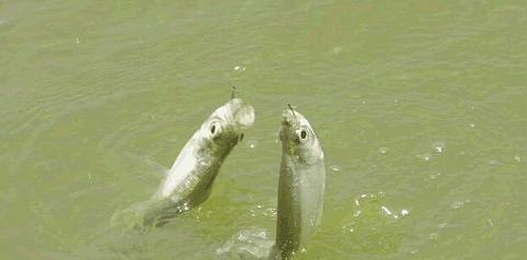 流水钓鲢鳙技巧（河流钓鲢鳙的实用技巧与经验）