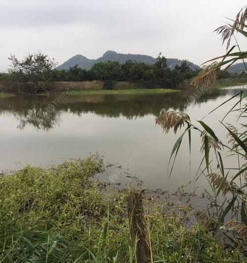 河流浅水钓鱼技巧教学（掌握钓鱼技巧）