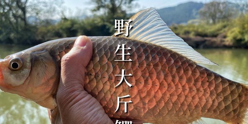 河流野钓鲫鱼的窝打技巧（探秘最新窝打技巧）