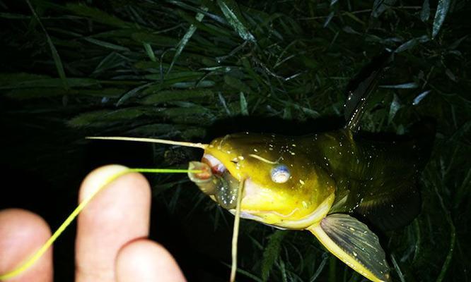 夜钓鲶鱼的技巧与经验（掌握好河流钓鲶鱼的技巧）