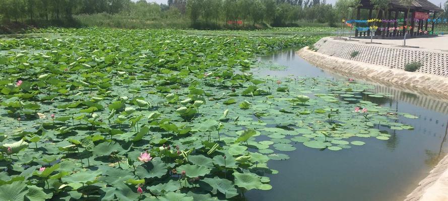 荷花池钓鱼技巧大全（荷花池钓鱼的秘诀和技巧）