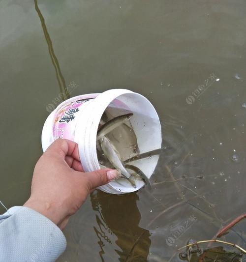 荷花池钓鱼技巧教学（钓鱼技巧和经验分享）