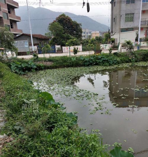 荷花池钓鱼选钓位技巧（钓位选择关键技巧与策略）