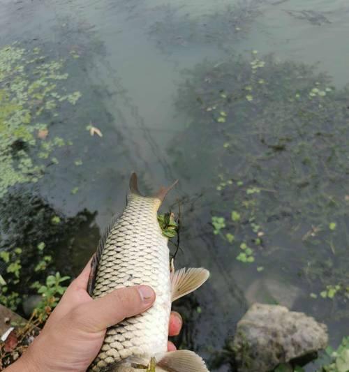 黑坑钓鲫鱼技巧（掌握黑坑钓鲫鱼技巧）