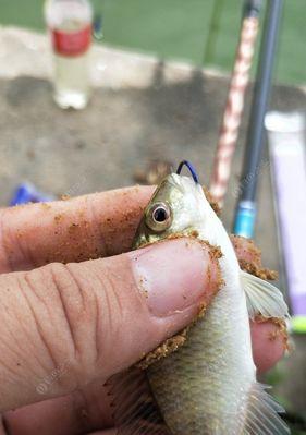 黑坑钓鲫鱼浮技巧（掌握浮钓技巧）