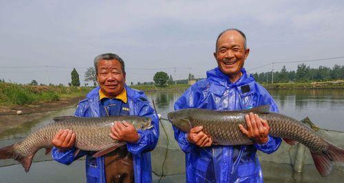 黑坑钓青鱼打浮技巧（掌握钓鱼技巧）