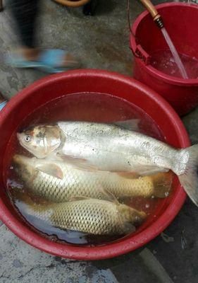 夏夜钓鲤技巧大揭秘（以矶钓竿夜钓鲤鱼的诀窍）