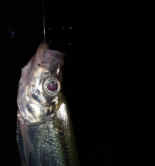 夏夜钓鲤技巧大揭秘（以矶钓竿夜钓鲤鱼的诀窍）