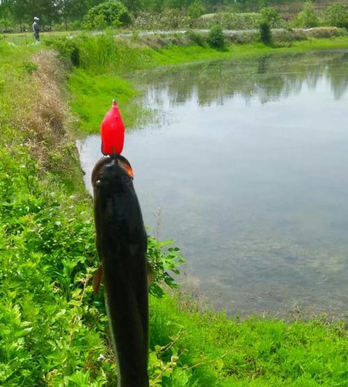 矶竿挂泥鳅钓浮技巧（揭秘泥鳅钓浮的绝技）