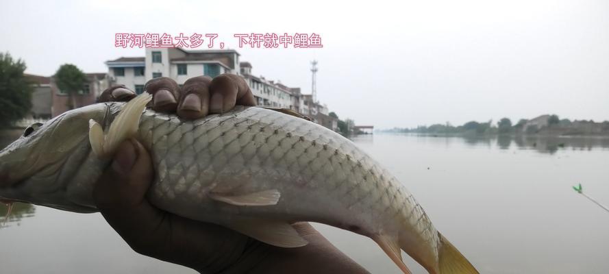 江浙冬钓技巧，妙招盘点（探寻江浙地区冬天钓鱼的窍门）