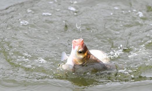 夏日降温钓鱼妙招（提高钓鱼成功率）