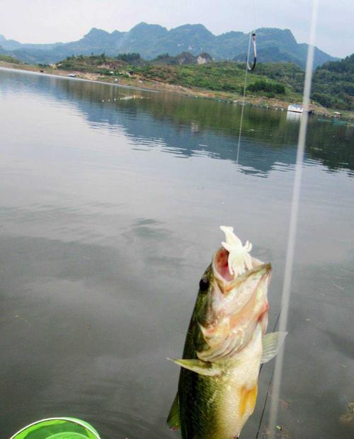 鱼饵技巧大揭秘（掌握这一关键诀窍）