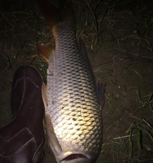 立冬夜钓鲤鱼技巧（掌握鲤鱼夜钓秘技）