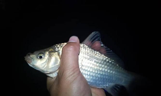 立秋夜钓开饵技巧（夜钓开饵的关键要点与实操经验分享）