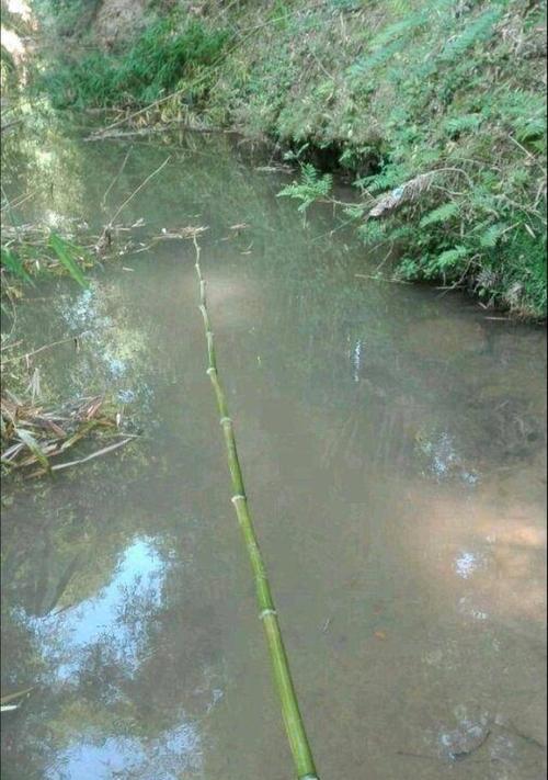 立秋小雨天钓鱼技巧（立秋小雨天钓鱼的高效技巧和注意事项）