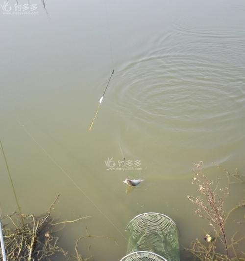 立夏后雨后钓鱼的技巧与方法（丰收季节）