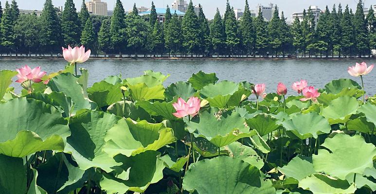 以莲花池钓鱼技巧教学（掌握正确的钓鱼技巧）