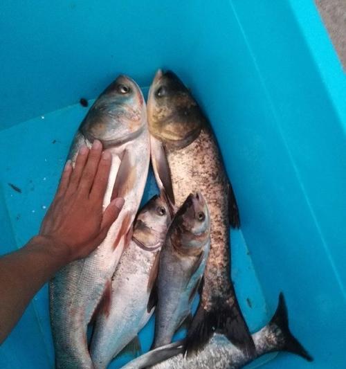 提高鲢鳙湿饵野钓技巧的秘诀（掌握湿饵钓技）