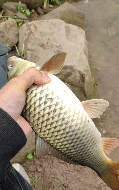 流水垂钓技巧包食钓的奥秘（探索成功的关键点）