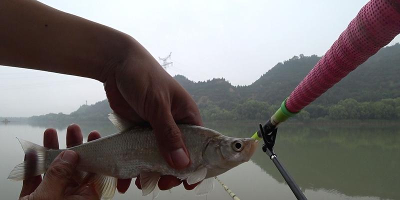 流水钓白条的技巧与方法（流水钓白条）