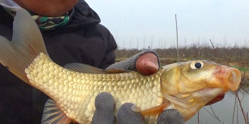 流水钓板鲫的技巧（掌握关键技巧）