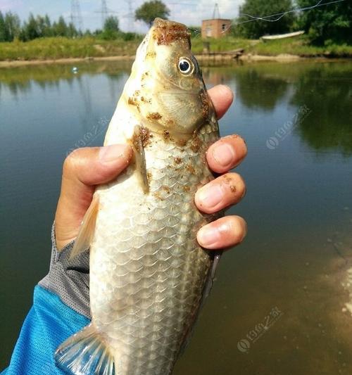 流水钓板鲫技巧教学（钓板鲫技巧）