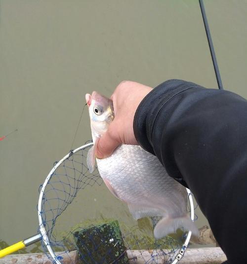 流水钓鳊鱼的技巧和方法（提升钓鳊鱼效果的关键步骤）