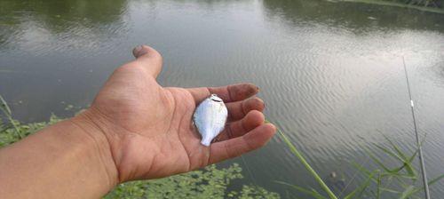 流水钓大鱼调漂技巧（掌握精湛调漂技巧）