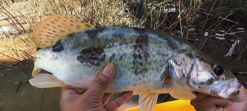 钓鳜鱼技巧教程——流水中的绝佳战略（深入解析流水钓鳜鱼的技巧与窍门）