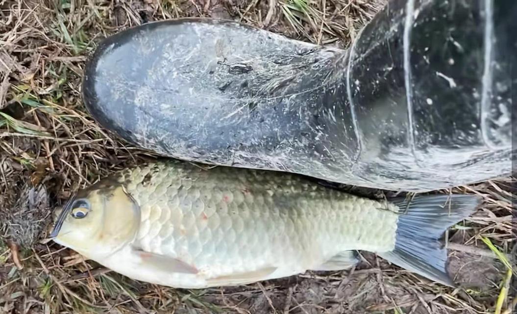 流水钓鲫鱼的钓点选择与钓法技巧（挑选合适的钓点和掌握有效的钓法）