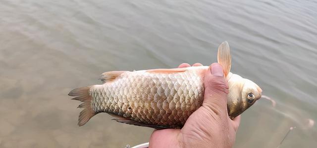 流水钓鲫鱼的技巧教程（掌握流水钓鲫鱼的技巧让你成为高手）