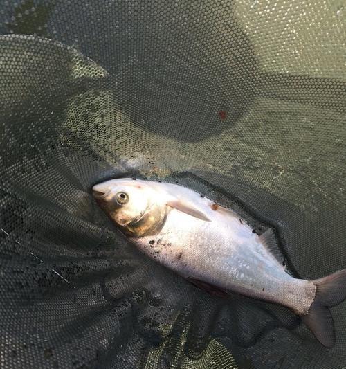 探秘流水钓鲢鳙鱼的绝技（钓鲢鳙鱼的技巧和经验分享）