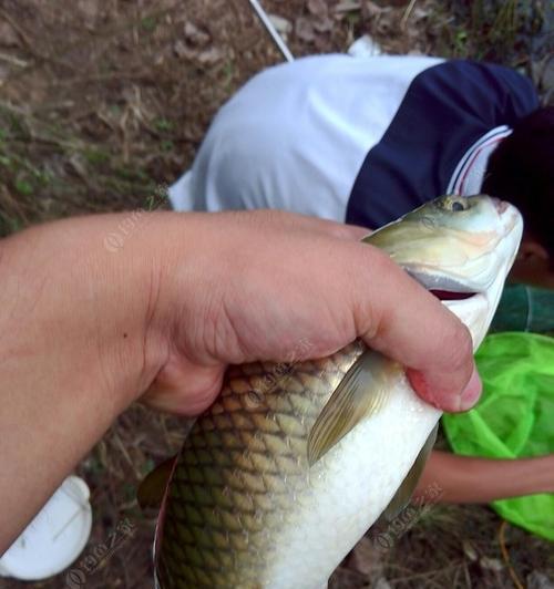 探秘流水钓鲢鳙鱼的绝技（钓鲢鳙鱼的技巧和经验分享）