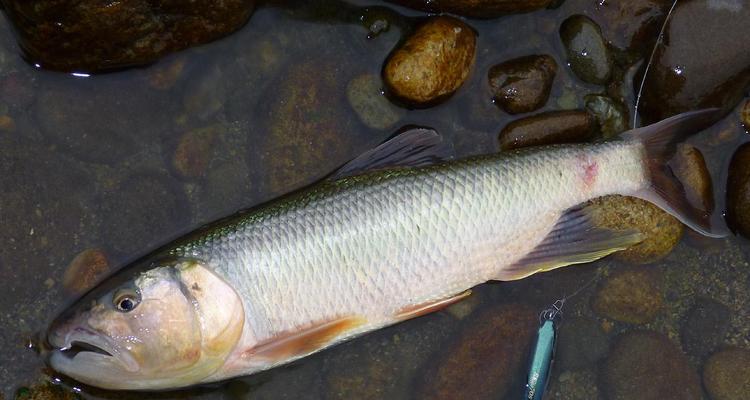 流水钓马口技巧（技巧、装备、饵料的选择和使用）