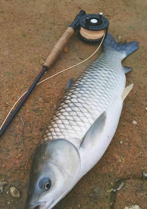 流水钓青鱼的技巧和方法（掌握流水钓技巧轻松捕获青鱼）