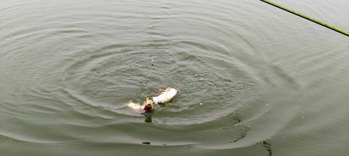 流水钓鱼（探秘流水钓鱼的技巧与乐趣）