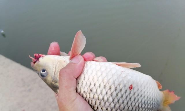 南方鲢鳙钓浮技巧（提升钓浮技术）