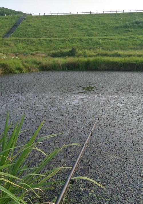 南方夏天池塘钓鱼技巧（享受夏日乐趣的钓鱼经验分享）