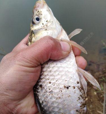 钓大鲫鱼的高级技巧（以泥鳅为饵）