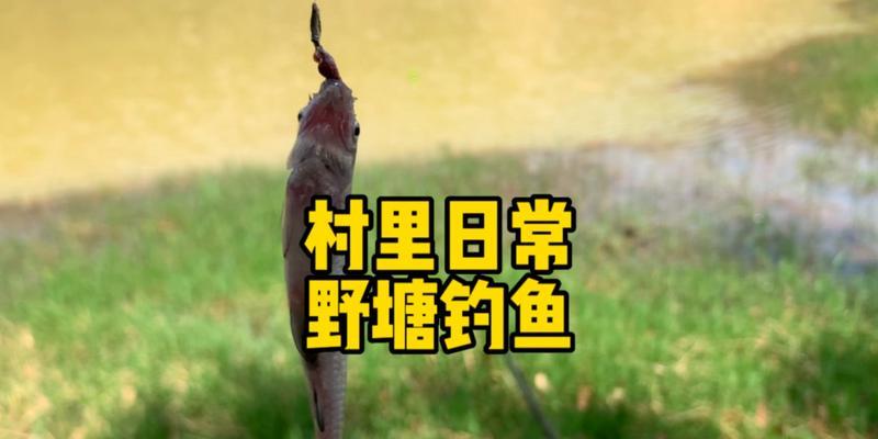 泥鳅钓鱼技巧与教程（掌握泥鳅钓鱼的窍门）