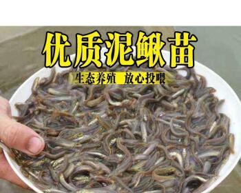 泥鳅活饵钓鱼技巧（掌握钓鱼技巧）