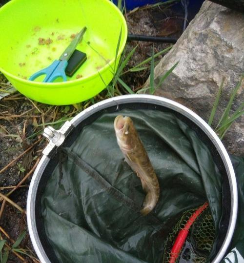 泥鳅野钓鲶鱼技巧（掌握钓鲶鱼的关键是泥鳅使用）