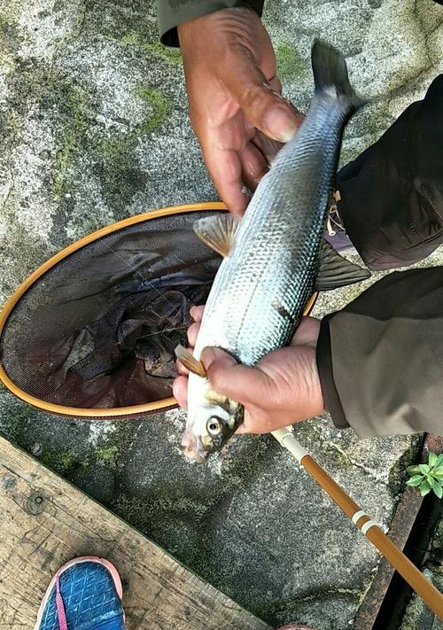 千岛湖钓鱼技巧（探索千岛湖的丰富钓鱼资源）