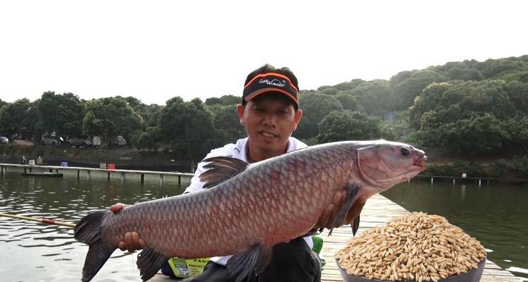 钓野生大青鱼技巧（千岛湖捕获大青鱼的秘诀）