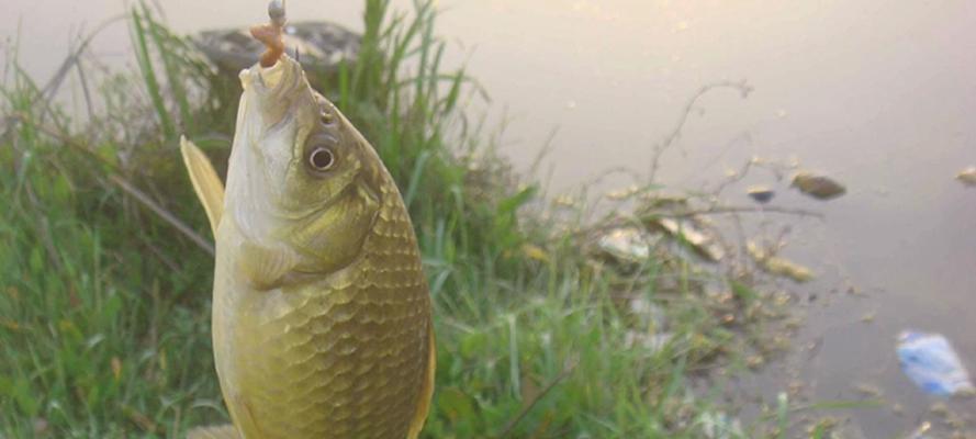 千岛湖野钓黄鳝的技巧和方法（揭秘黄鳝捕捞的窍门）