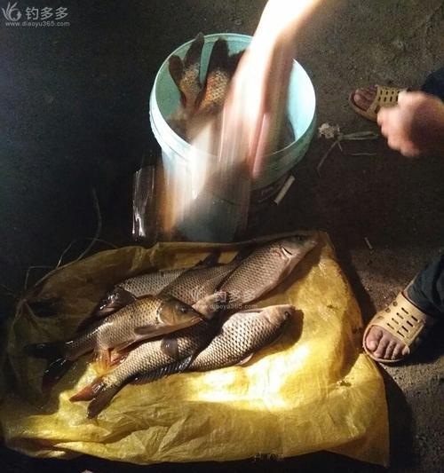 钱塘江夜钓技巧大揭秘（一起探索钱塘江夜钓的绝技和技巧）