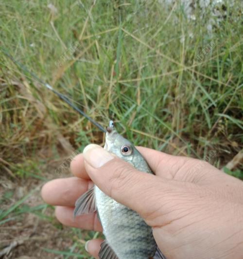 浅水垂钓提竿技巧（掌握提竿技巧）